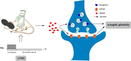 serum monoamine neurotransmitters